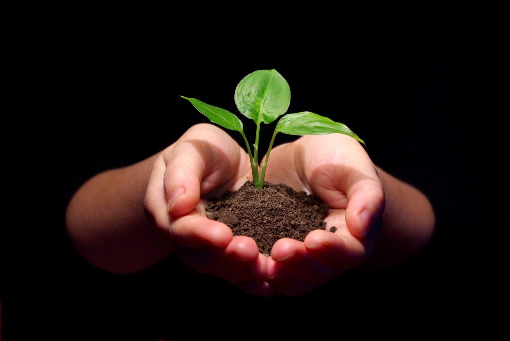 Hands holding a sapling in soil with a black background