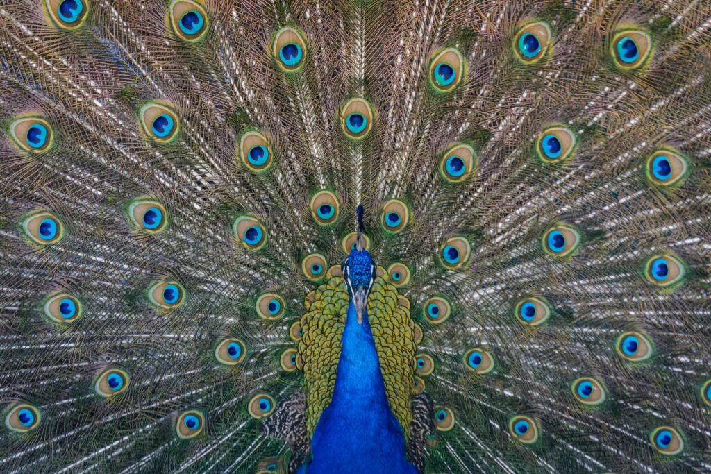 Peacock demonstrates mathematical symmetry